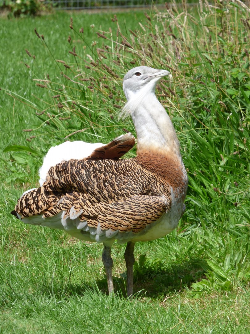 Great Bustard