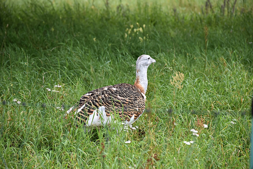 Great bustard