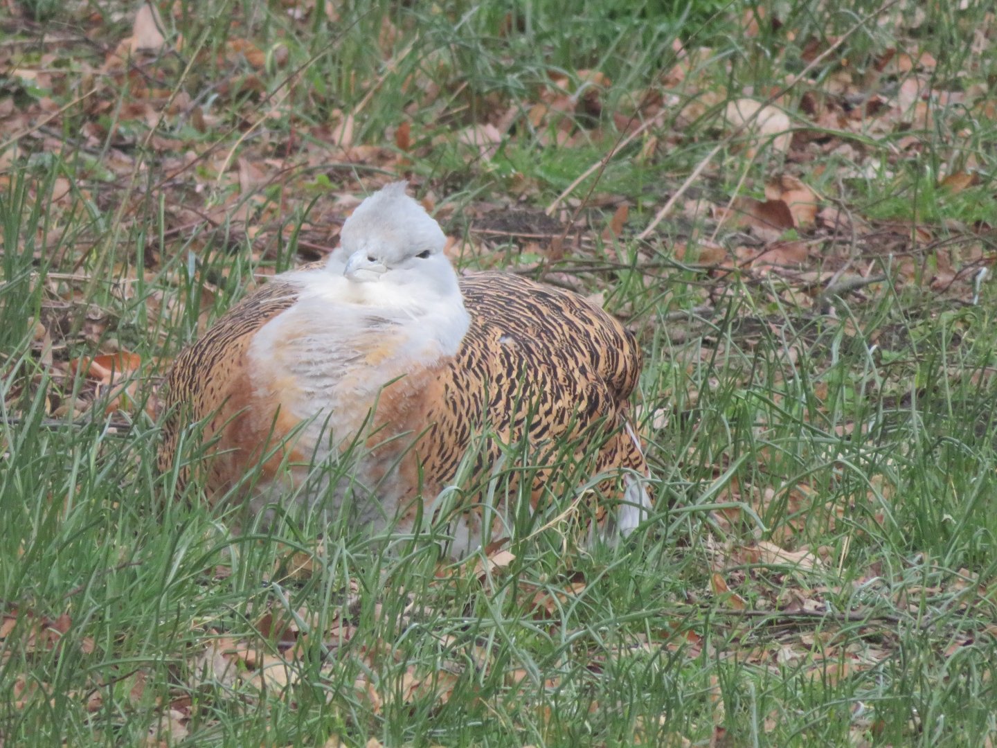 Great bustard