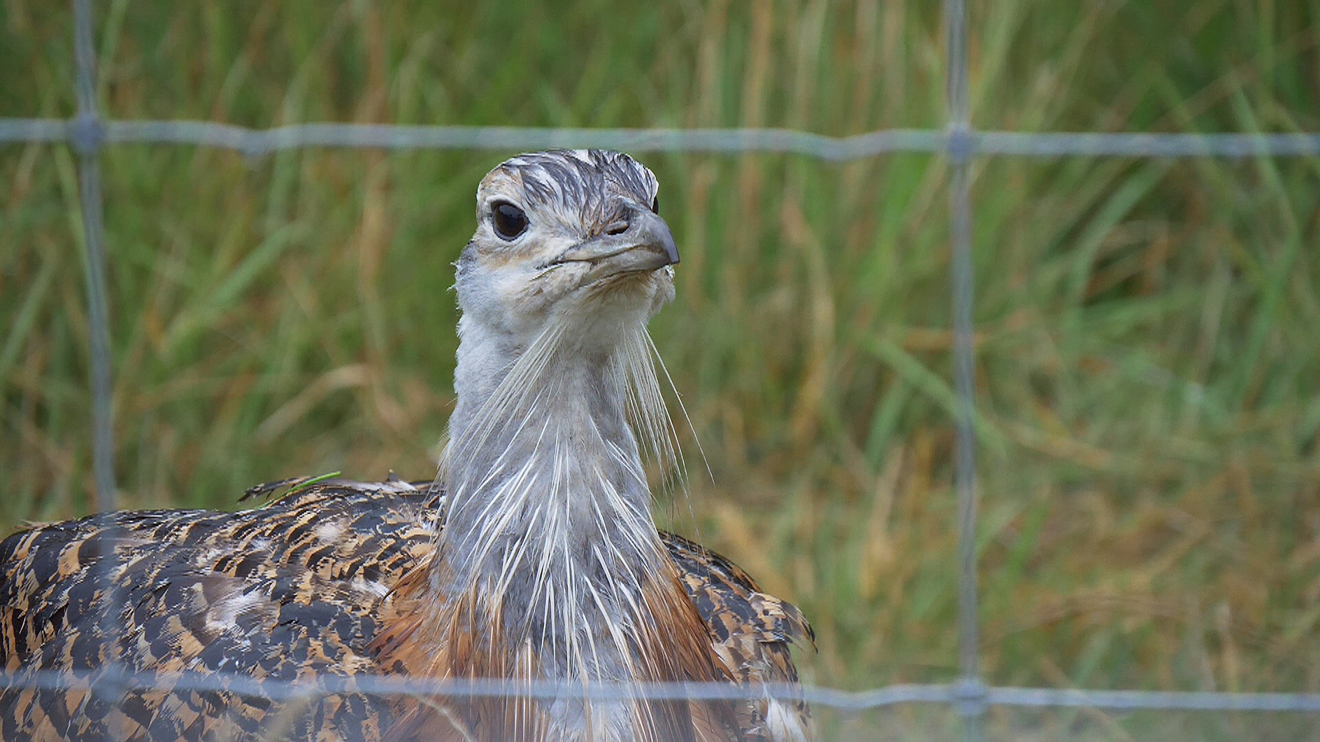 Great Bustard