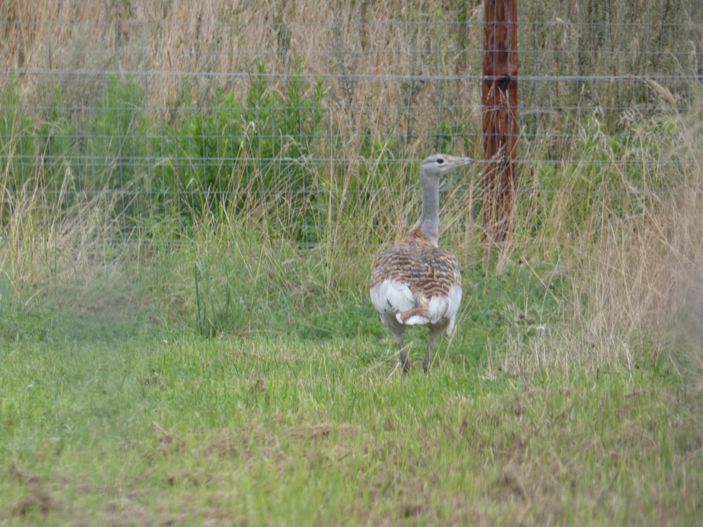 Great bustard