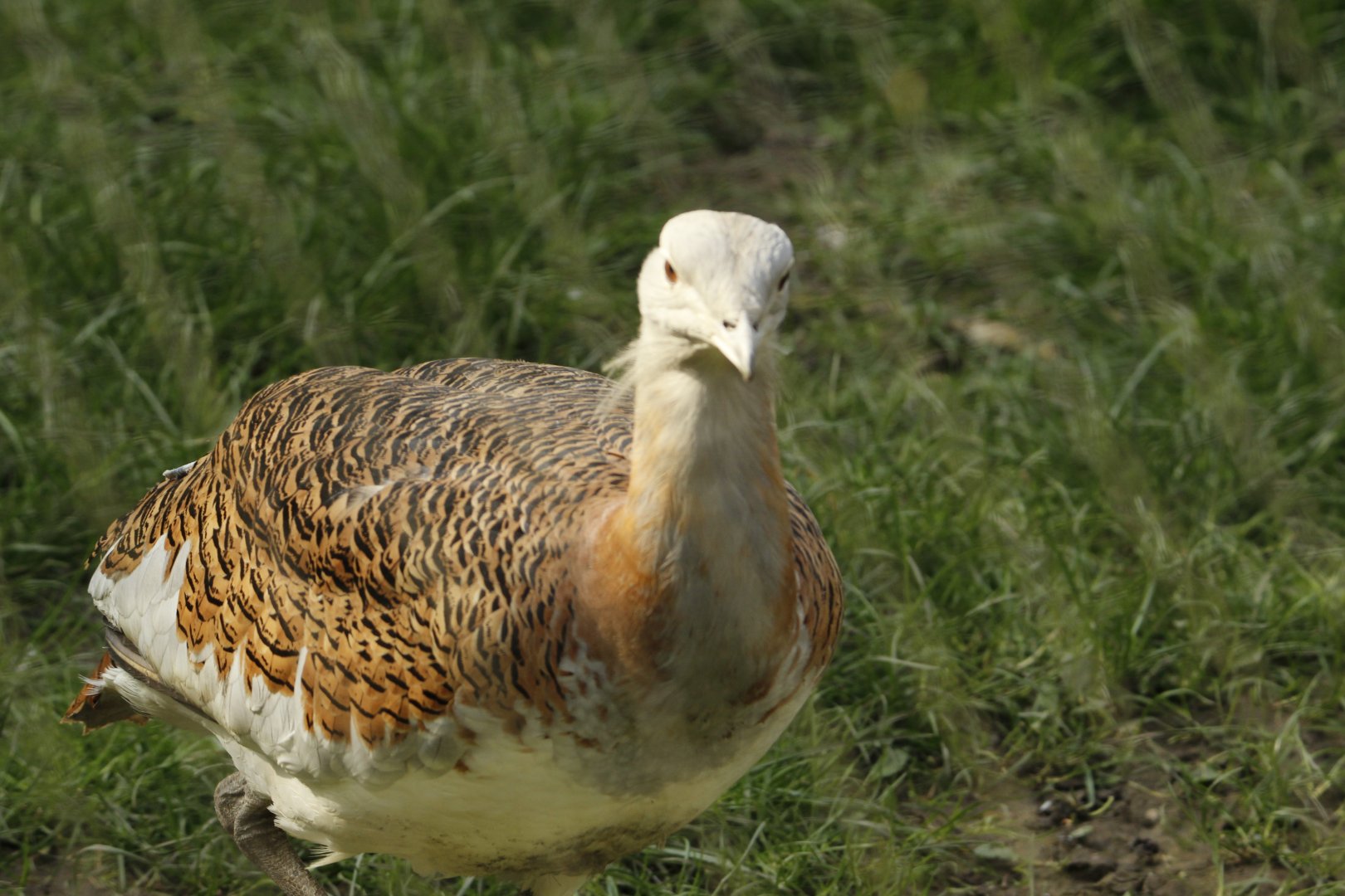 Great Bustard