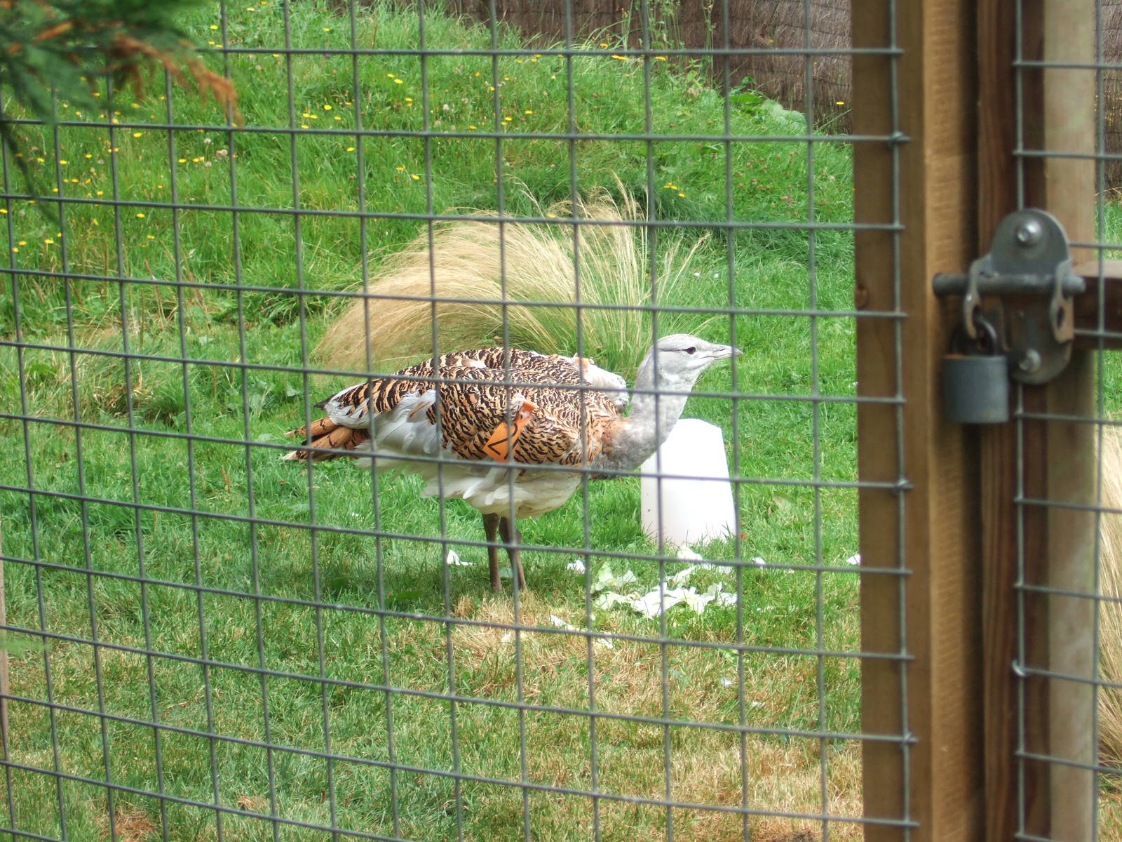 Great Bustard