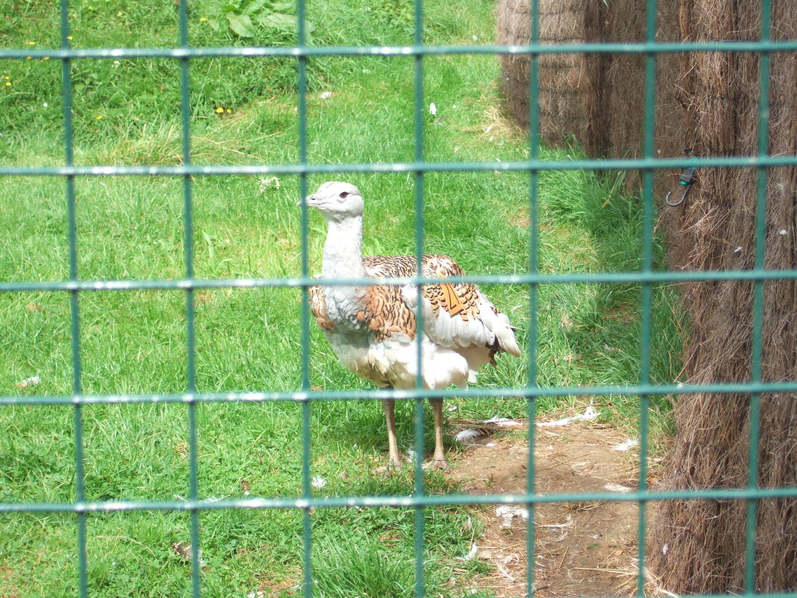 Great Bustard