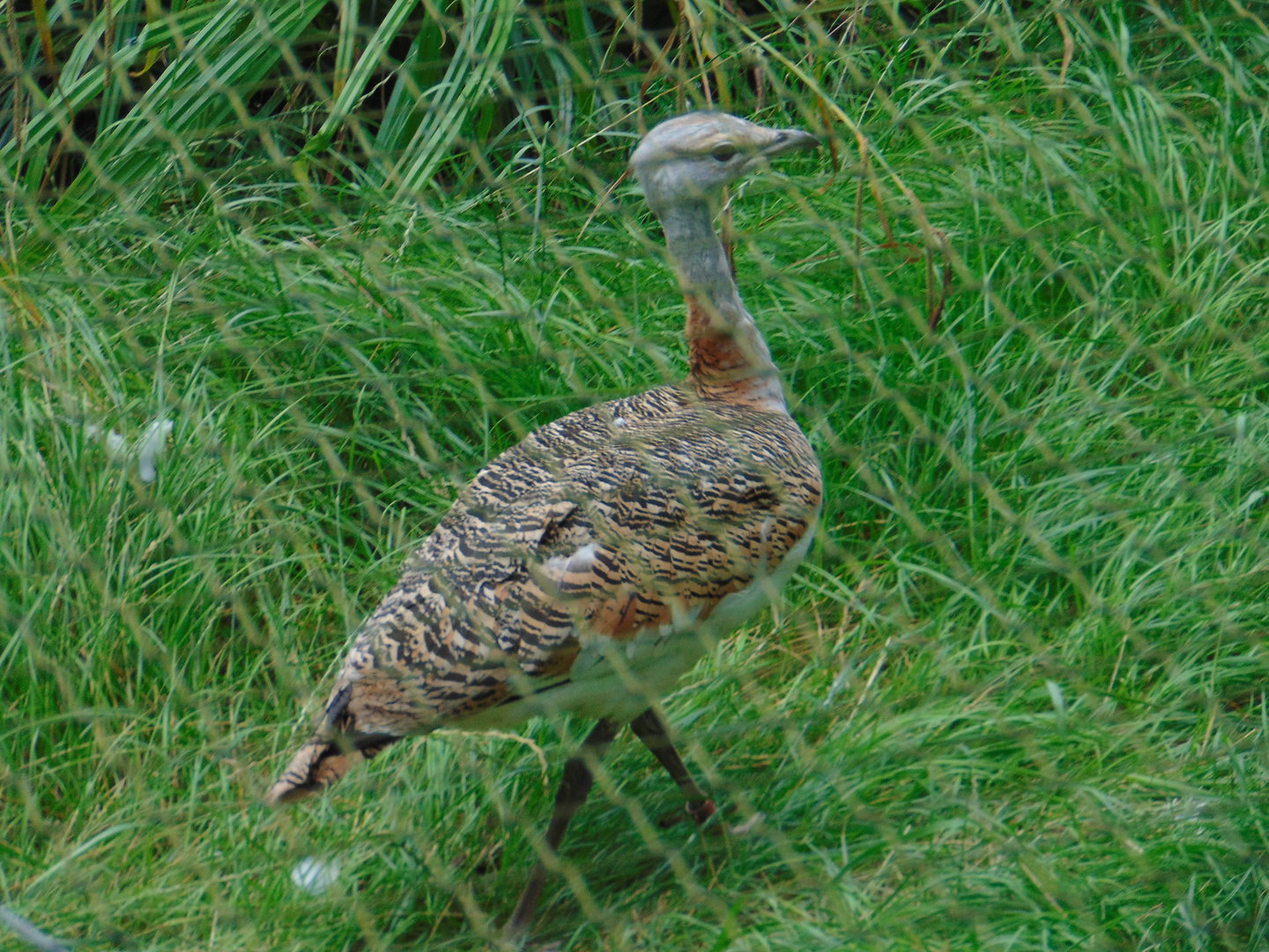 Great Bustard
