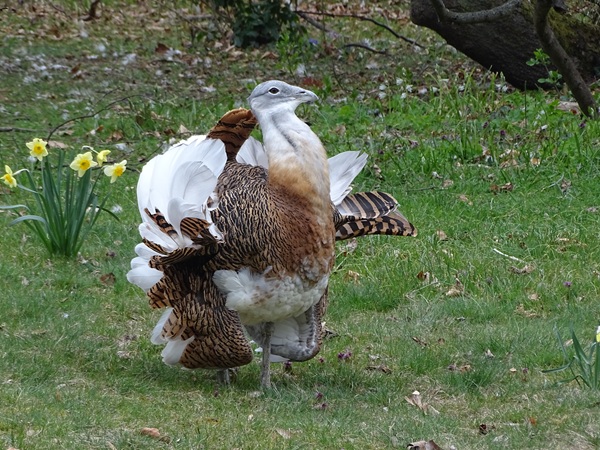 Great bustard