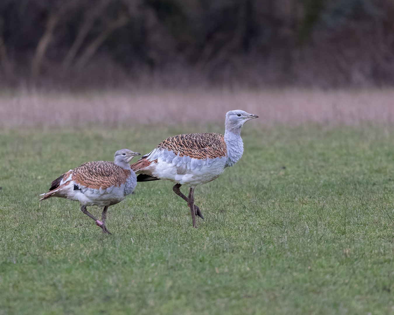 Great Bustards / Watatunga / 16-1-23