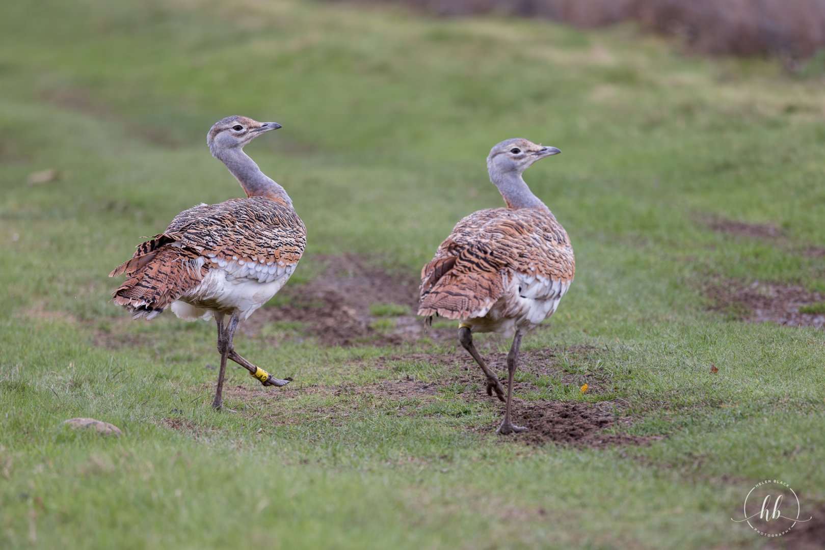 Great Bustards / Watatunga / 20-11-24