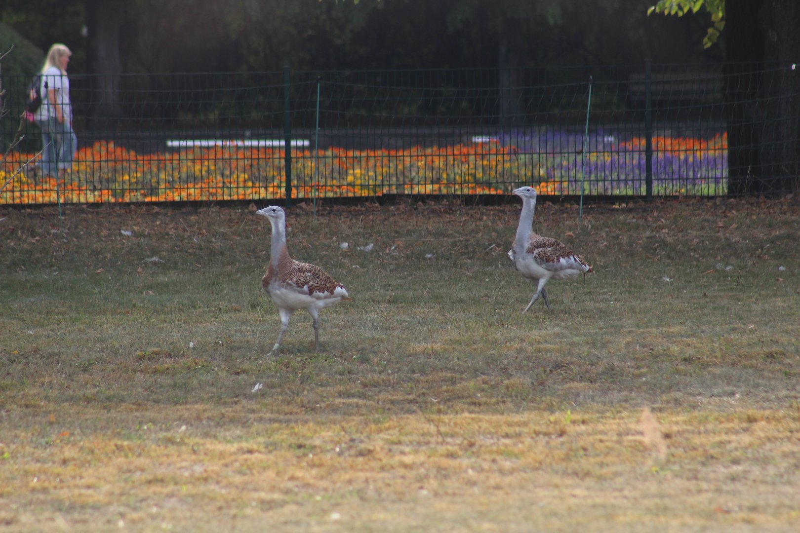 Great Bustards