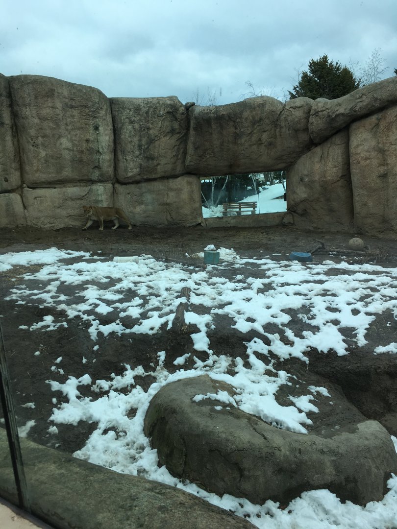 Great Cat Canyon - African Lion Yard