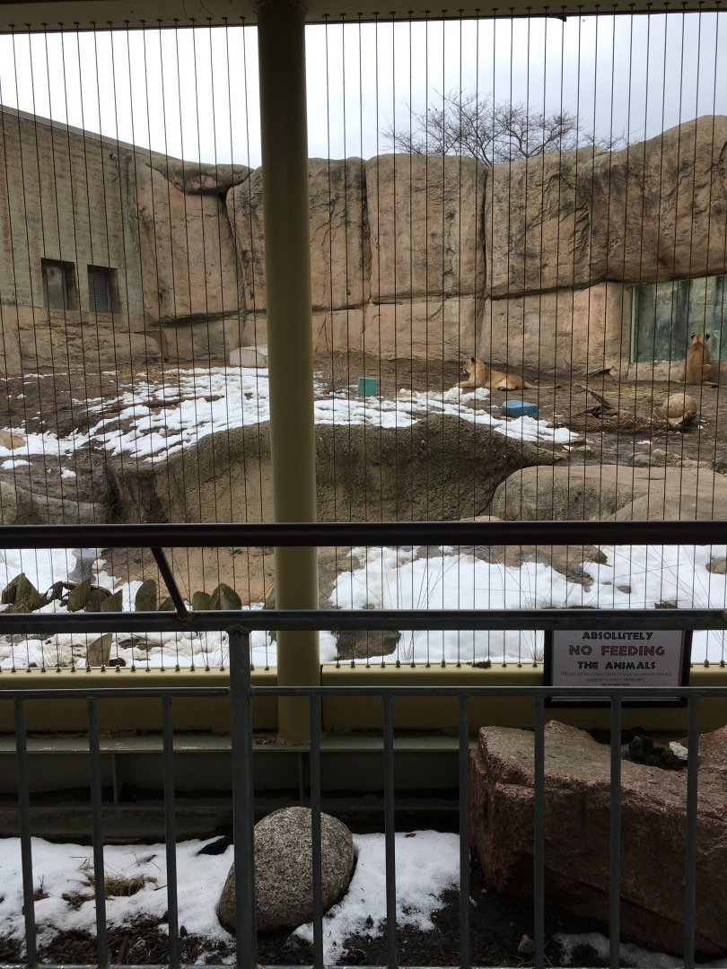 Great Cat Canyon - African Lion Yard