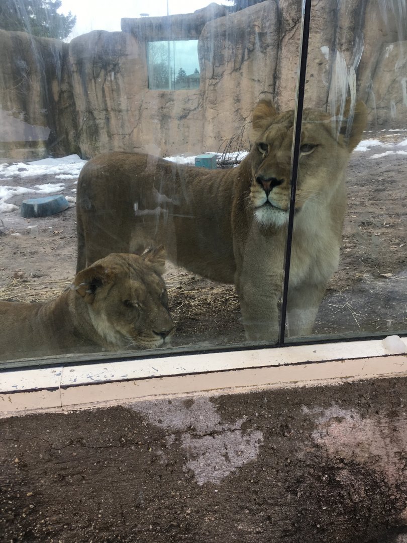 Great Cat Canyon - African Lion