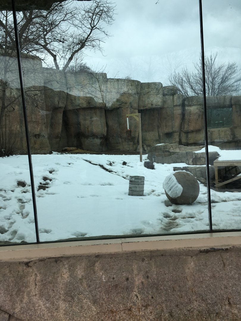 Great Cat Canyon - Amur Tiger Yard