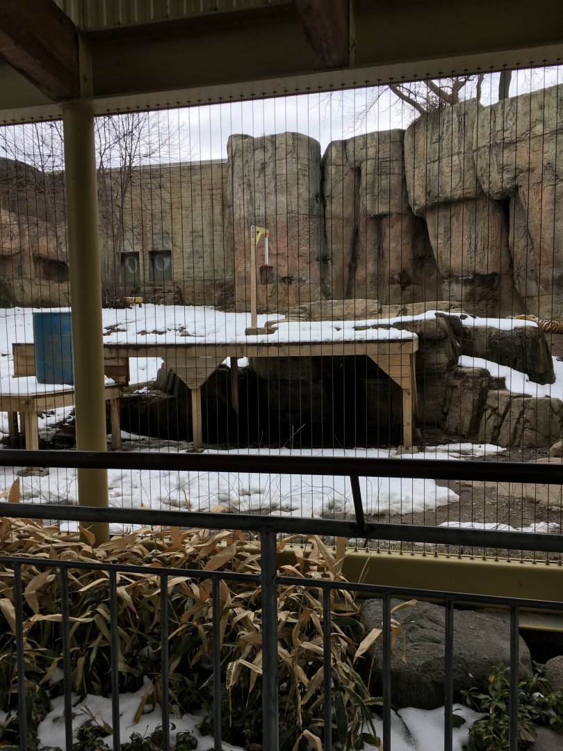 Great Cat Canyon - Amur Tiger Yard