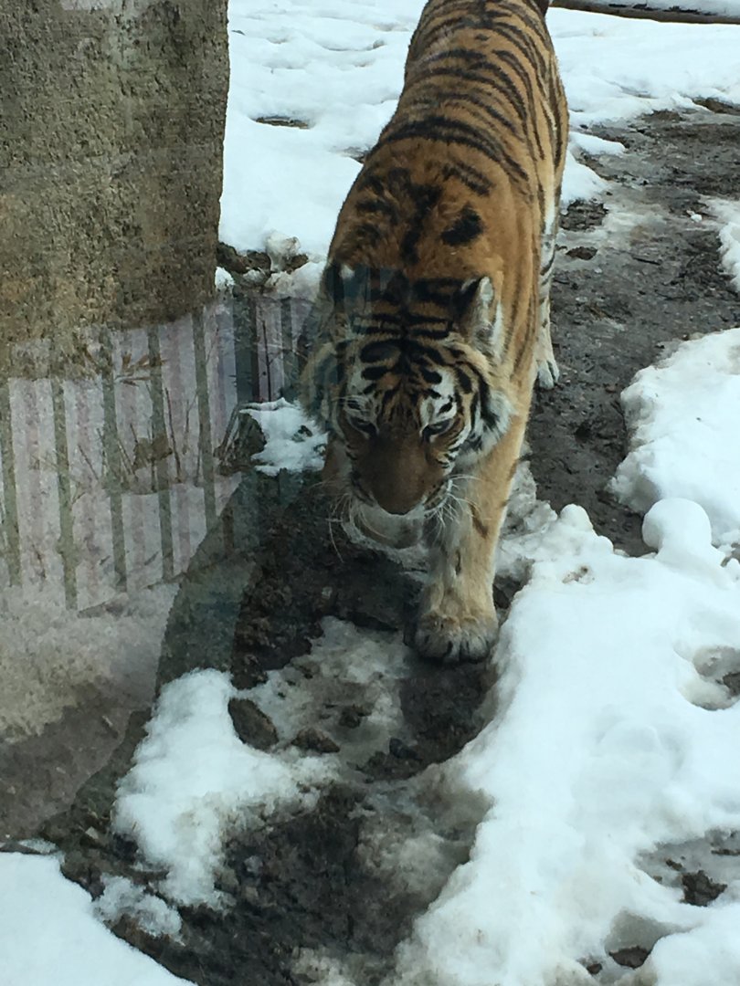 Great Cat Canyon - Amur Tiger