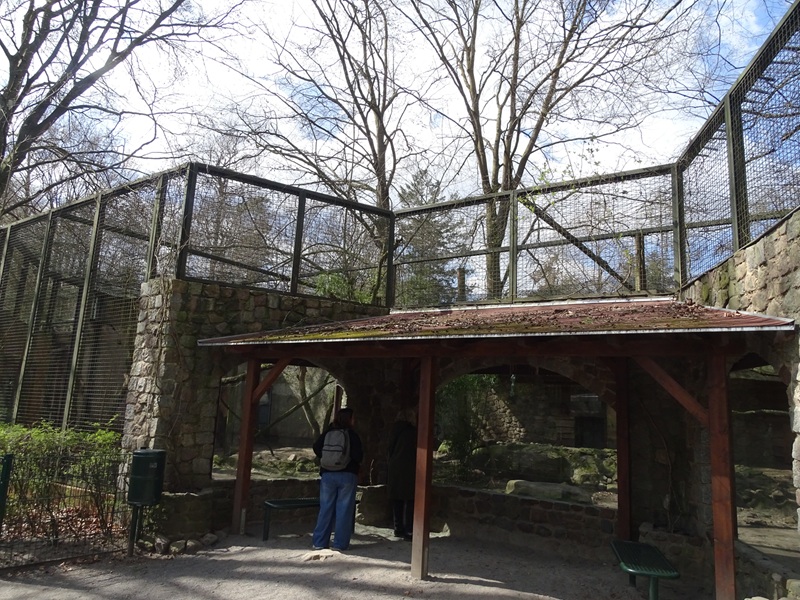 Great cat enclosure (currently lion?)