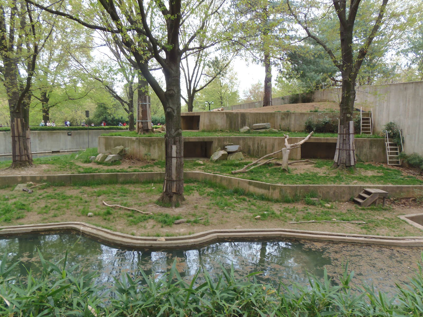 Great Cats- African Lion Exhibit