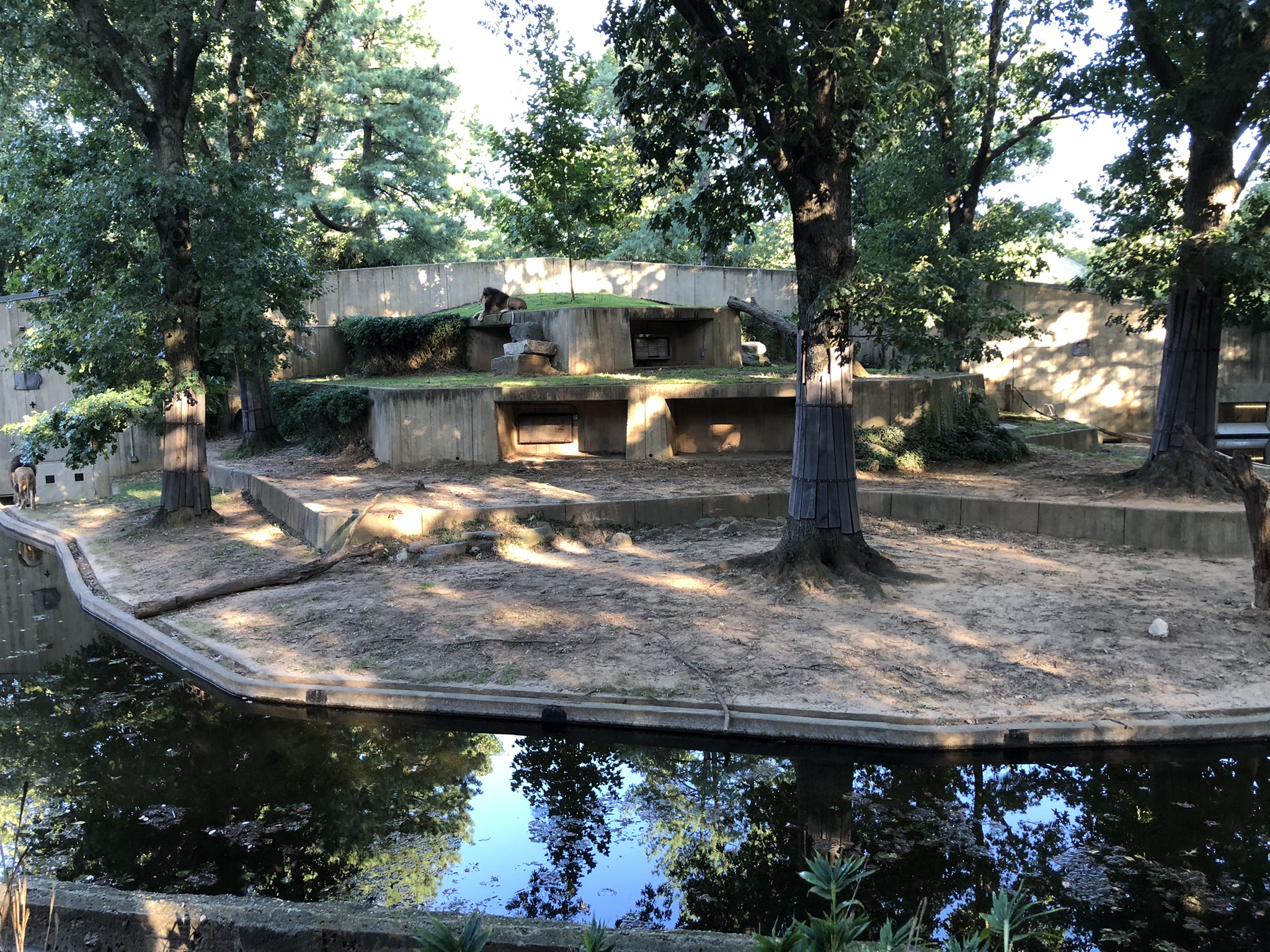 Great cats, African lion exhibit