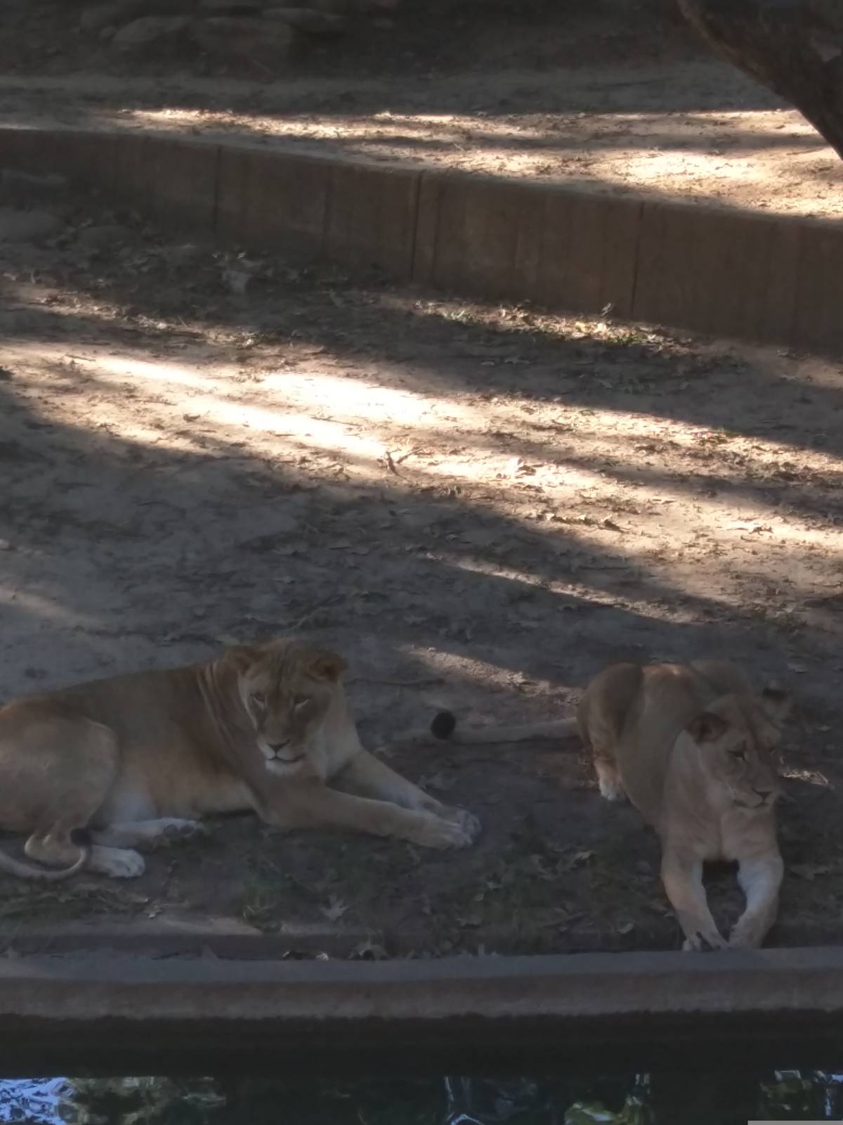 Great Cats - African Lion