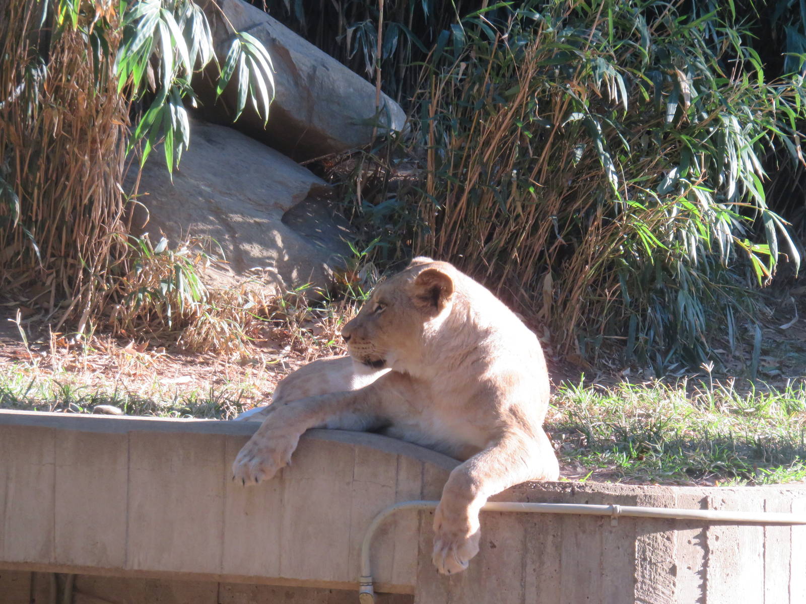 Great Cats - African Lion