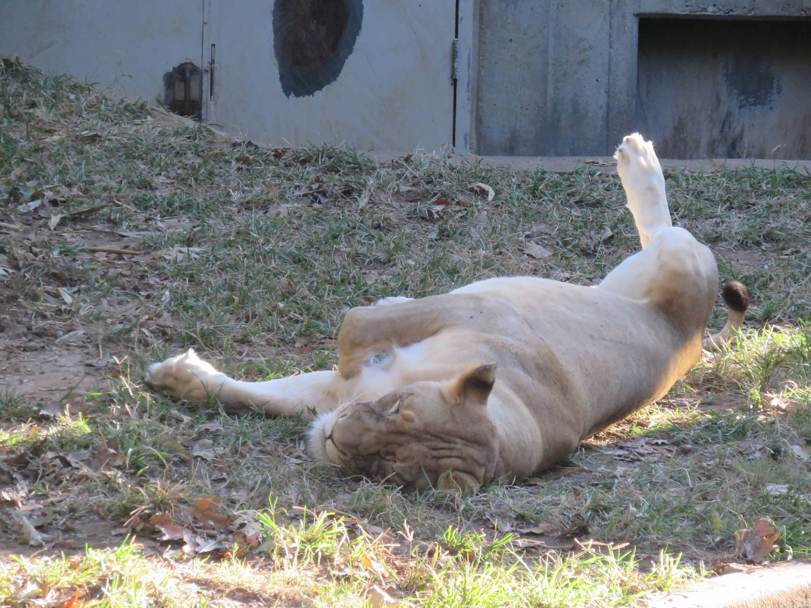Great Cats - African Lion