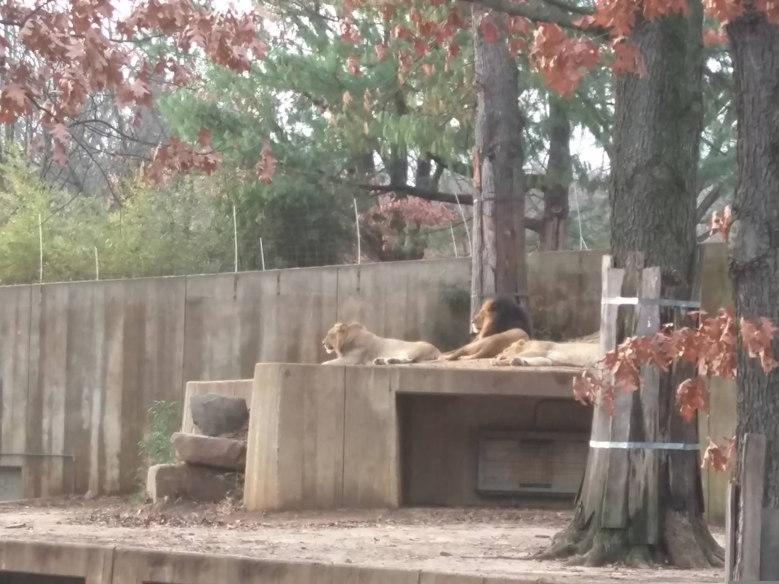 Great Cats - African Lion