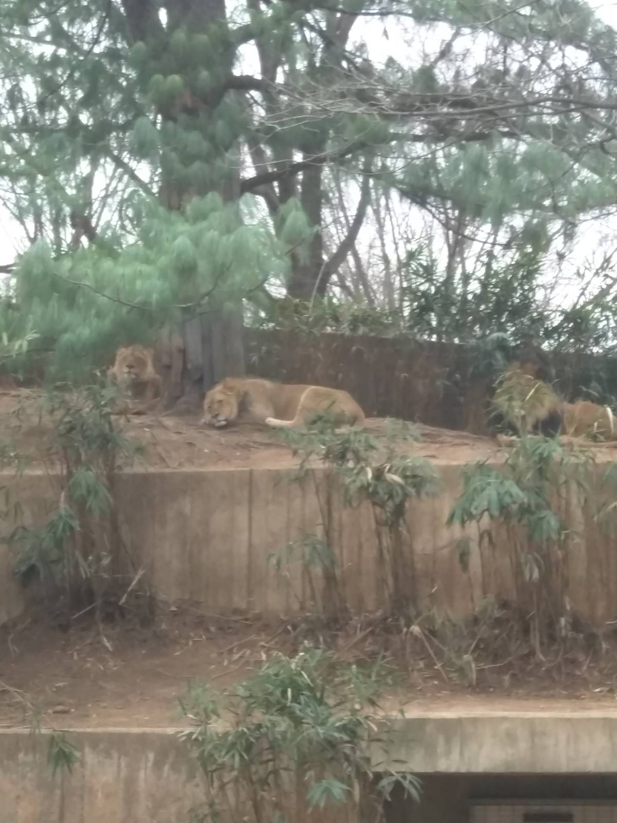 Great Cats - African Lion