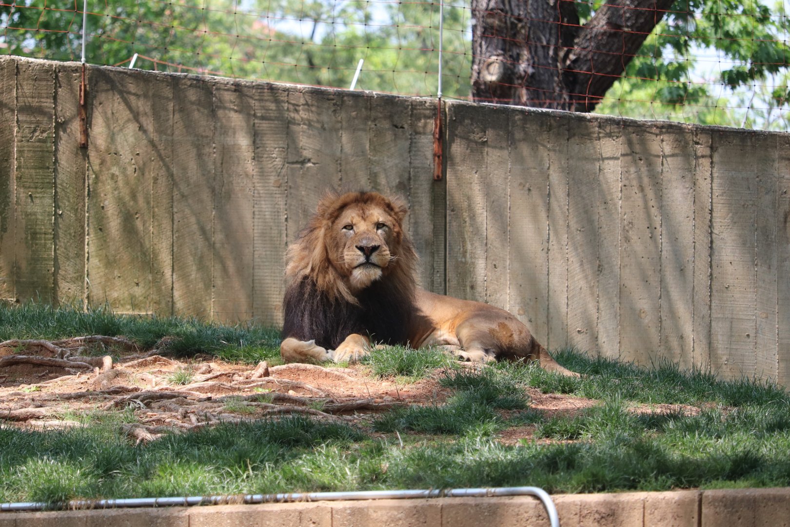 Great Cats - African Lion