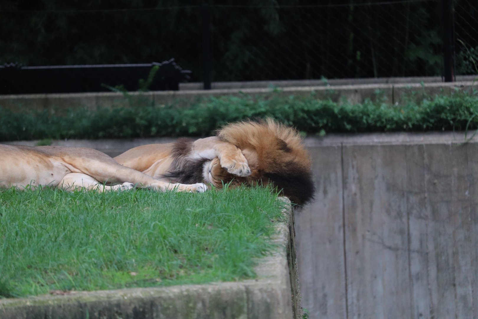 Great Cats - African Lion