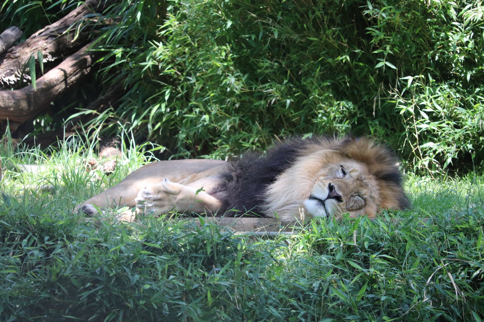 Great Cats - African Lion