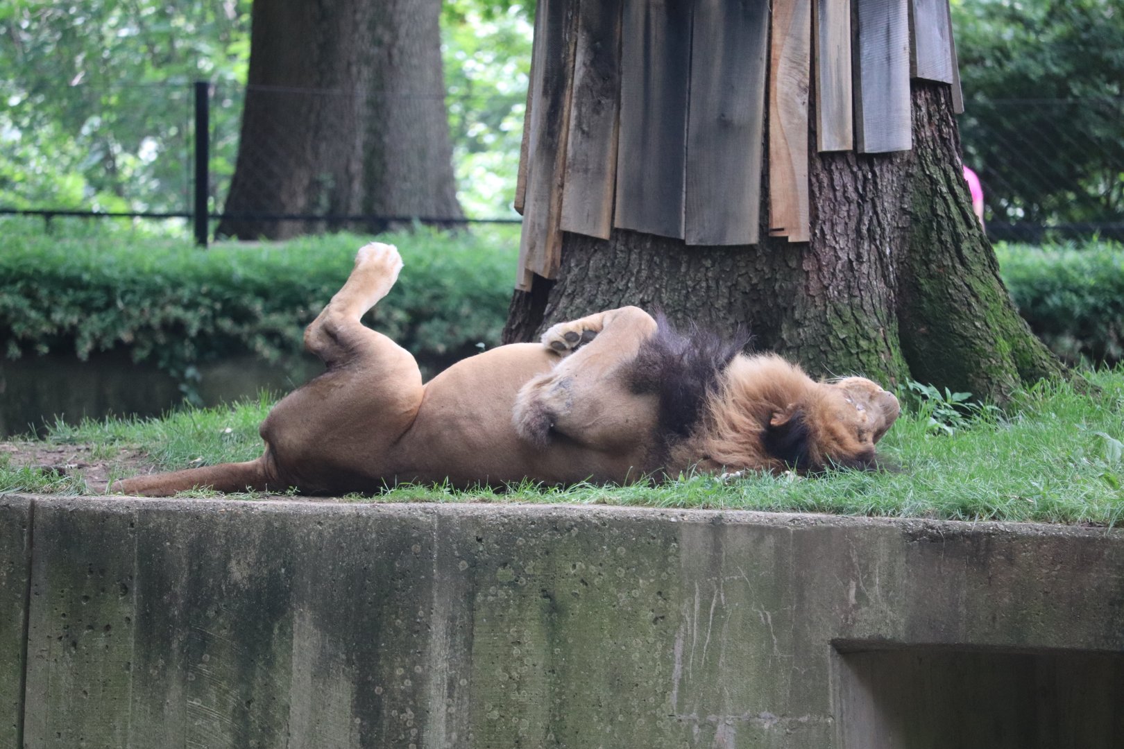 Great Cats - African Lion