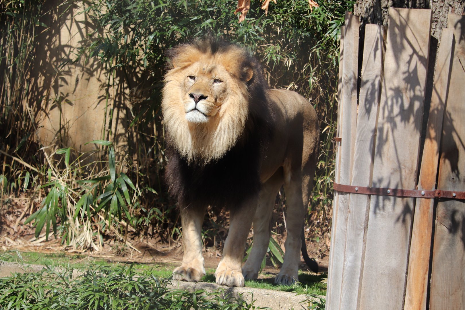 Great Cats - African Lion