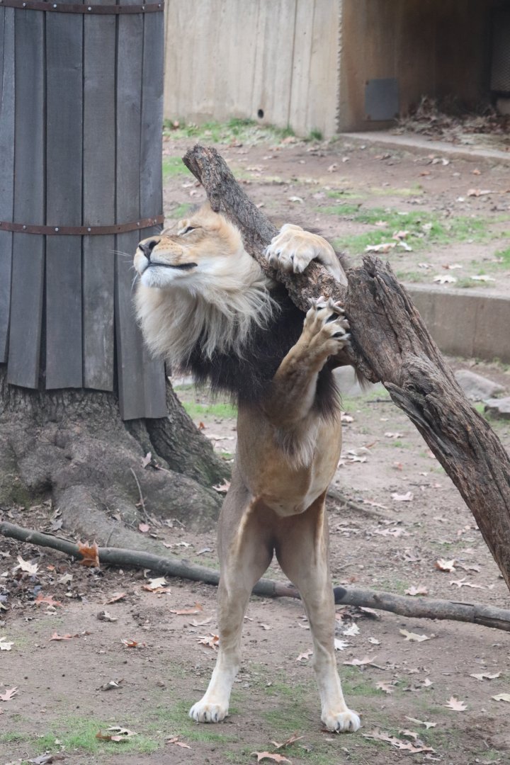 Great Cats - African Lion
