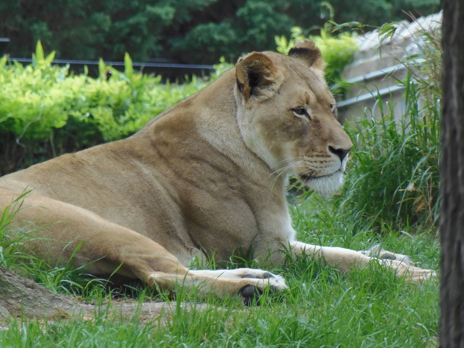 Great Cats- African Lioness