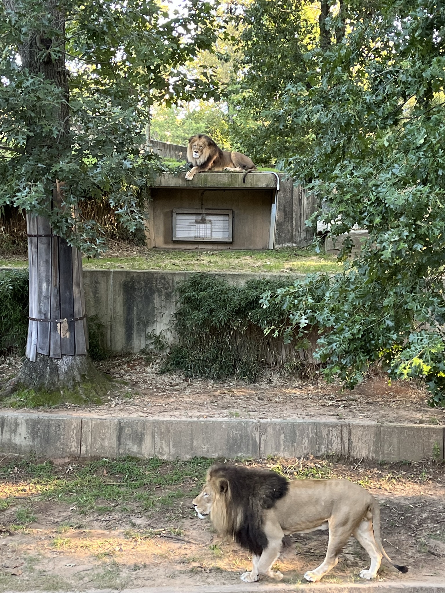 Great cats, African lions