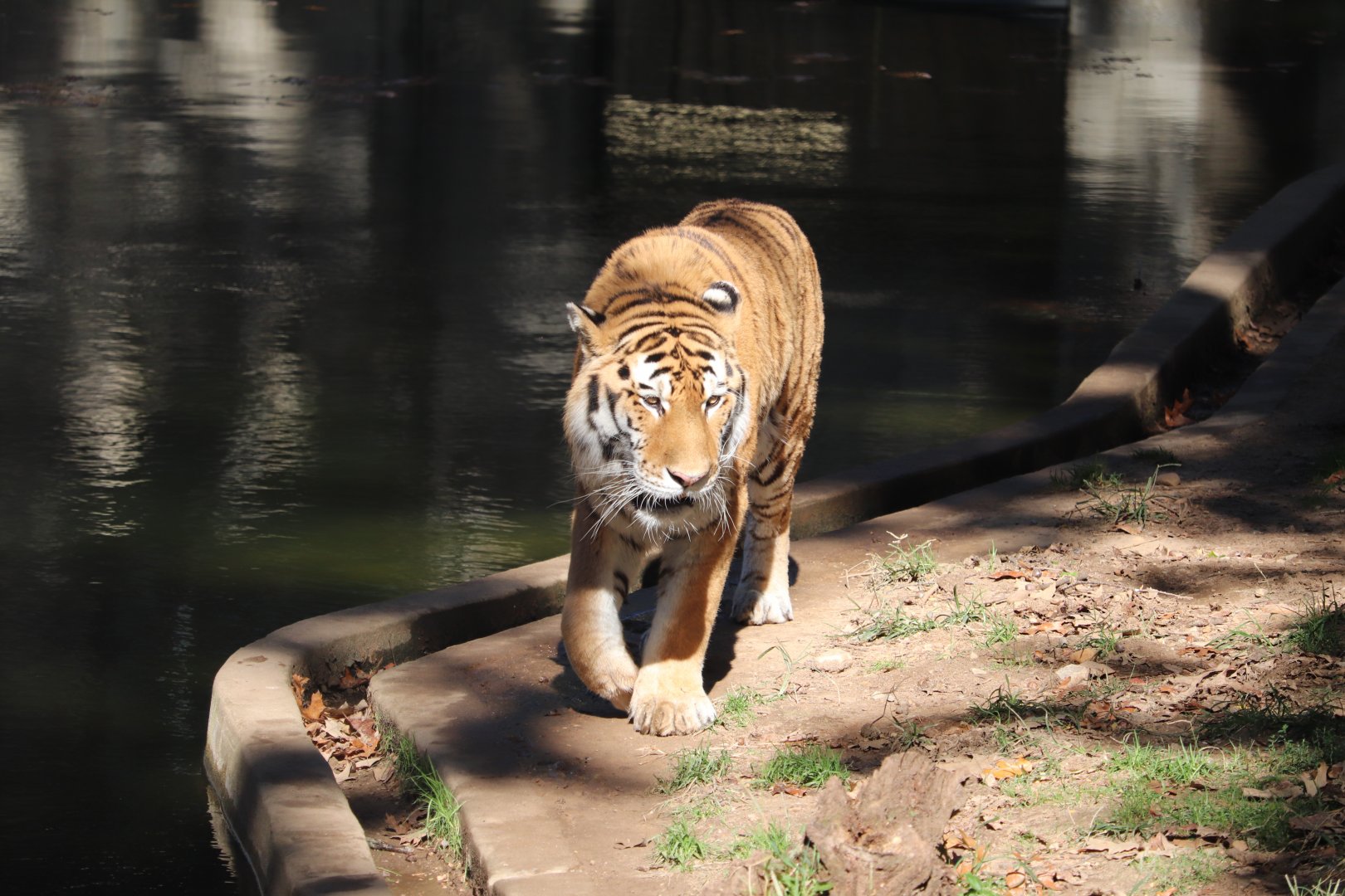 Great Cats - Amur Tiger - Metis