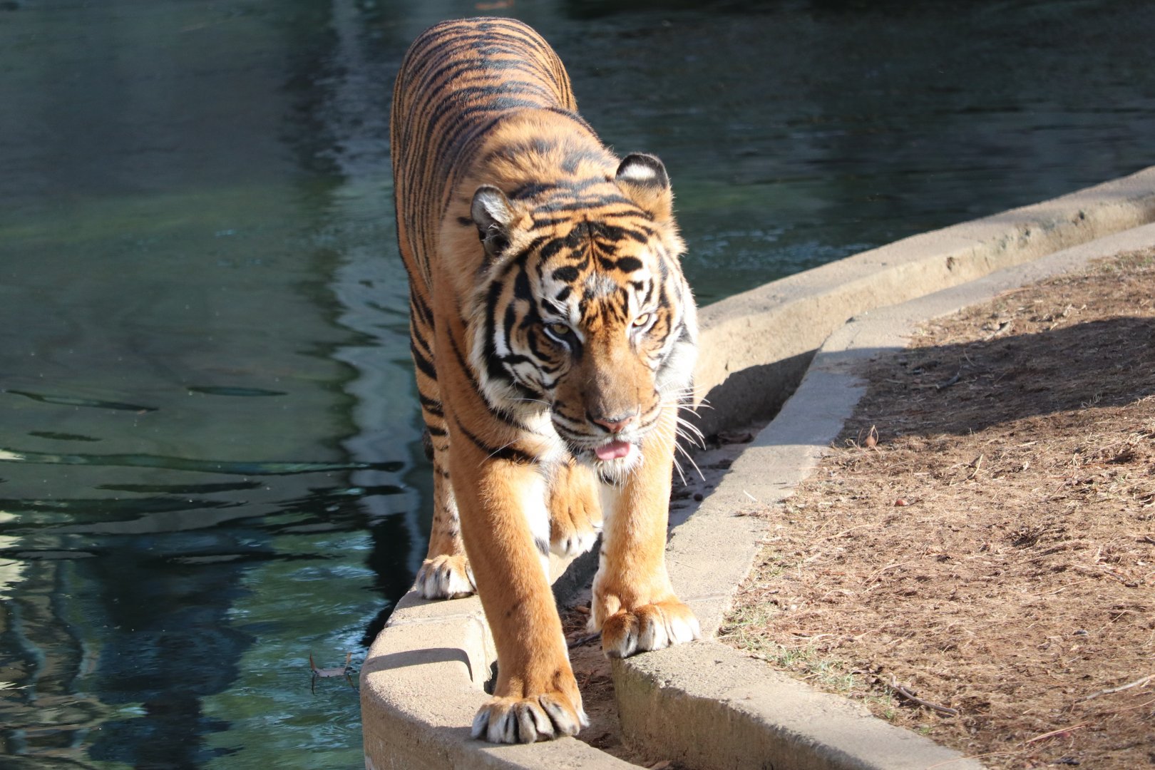 Great Cats - Amur Tiger - Pavel