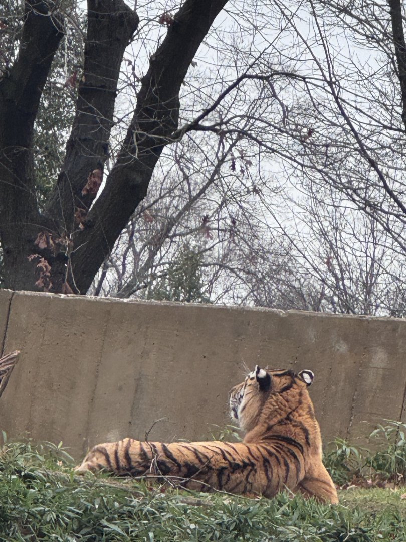 Great Cats- Amur Tiger- Vostok