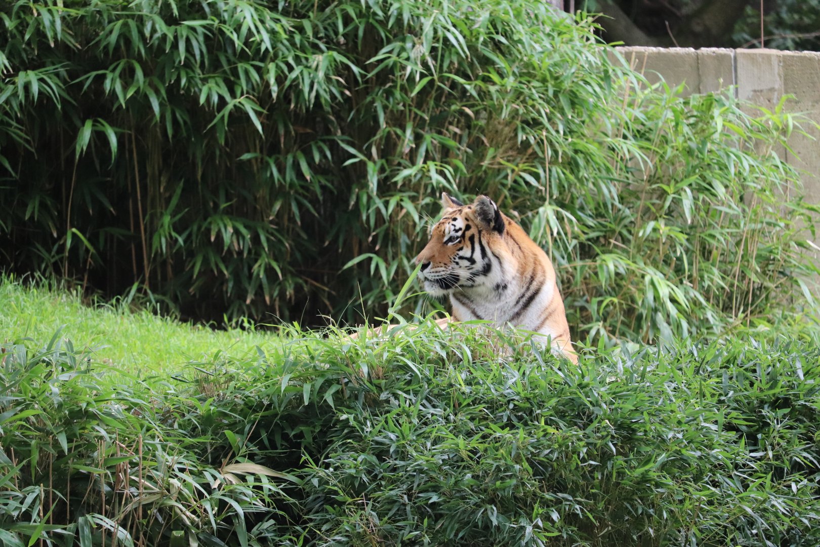 Great Cats - Amur Tiger