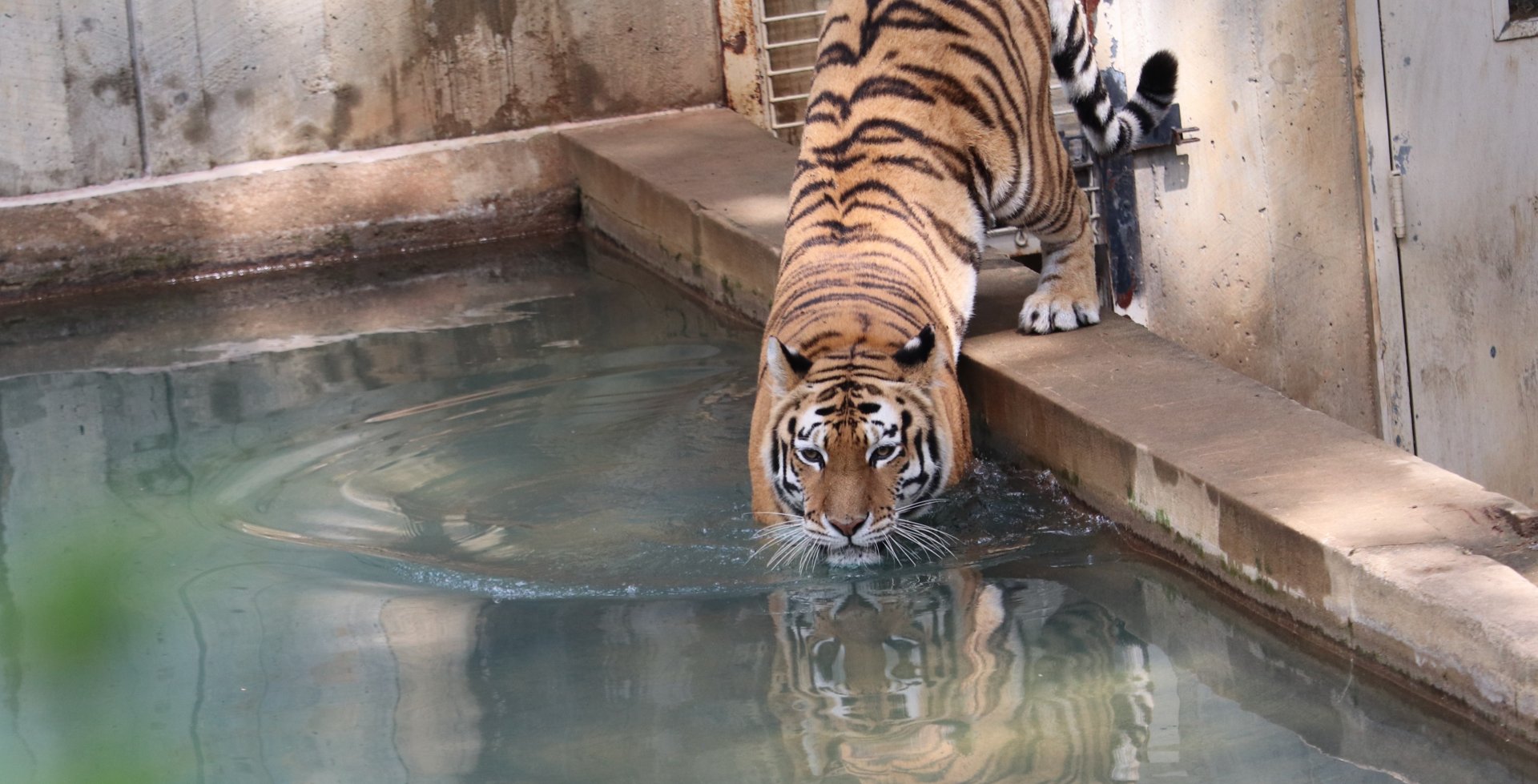 Great Cats - Amur Tiger