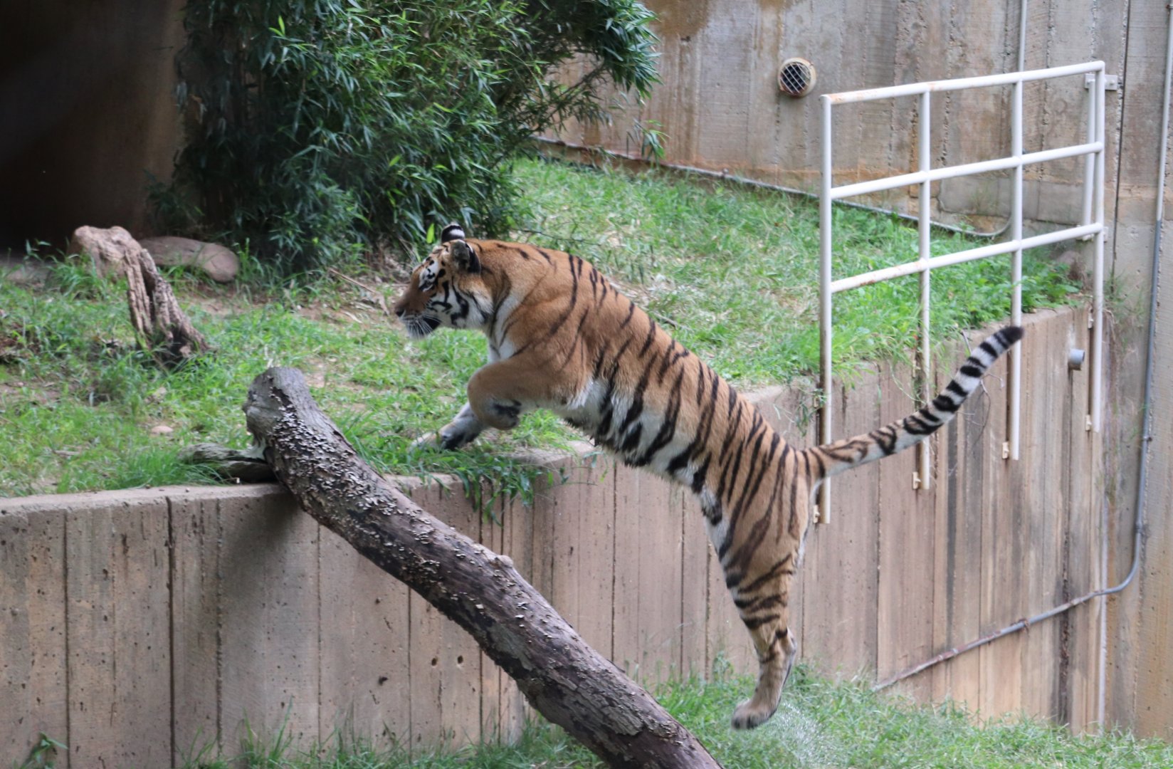 Great Cats - Amur Tiger
