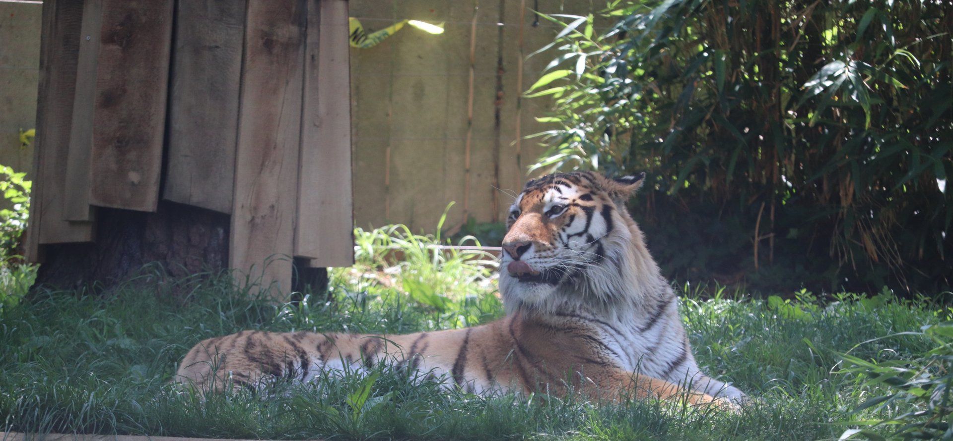 Great Cats - Amur Tiger