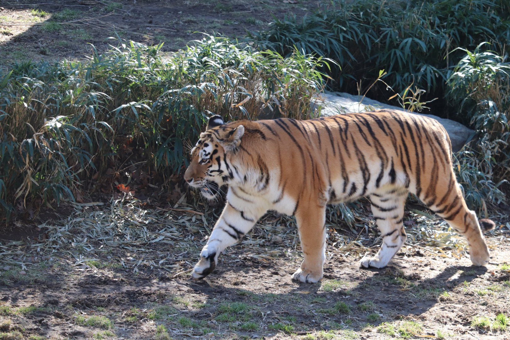 Great Cats - Amur Tiger