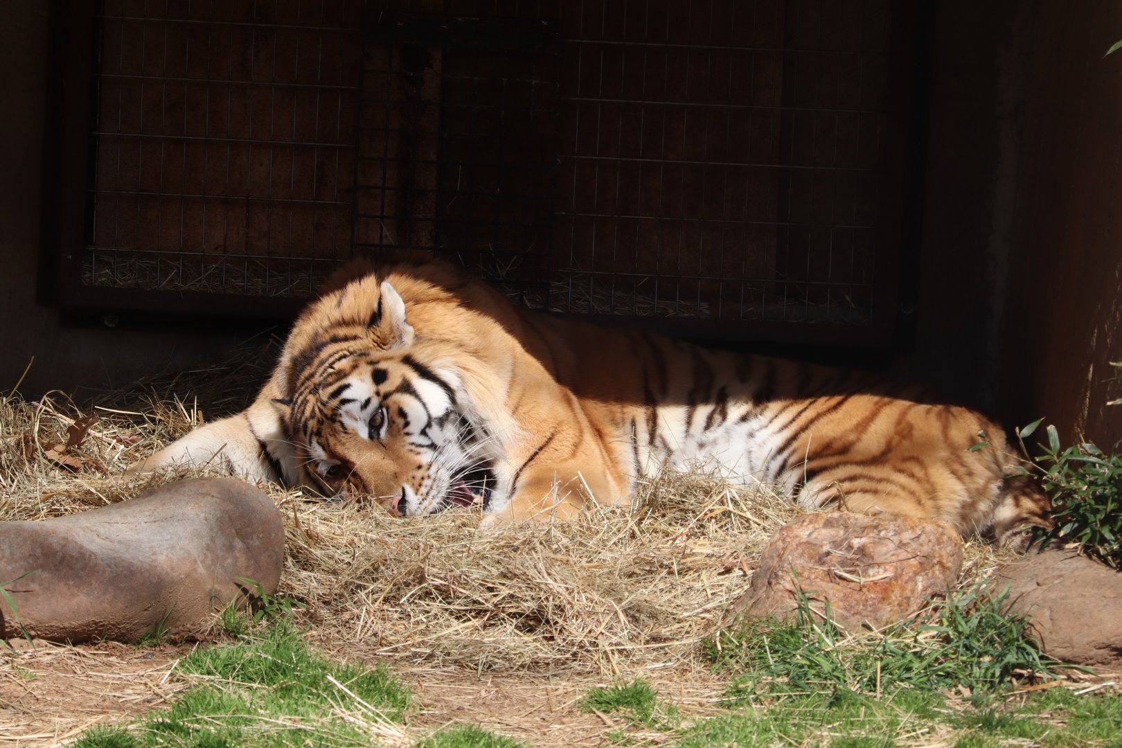 Great Cats - Amur Tiger