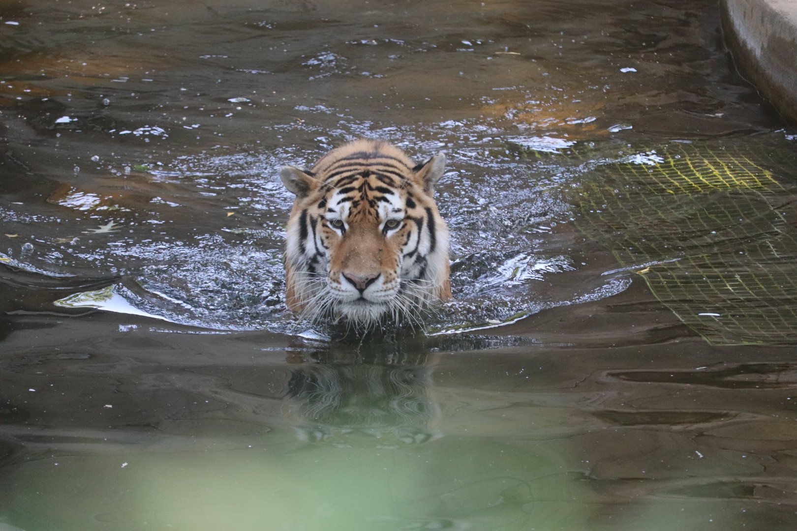 Great Cats - Amur Tiger