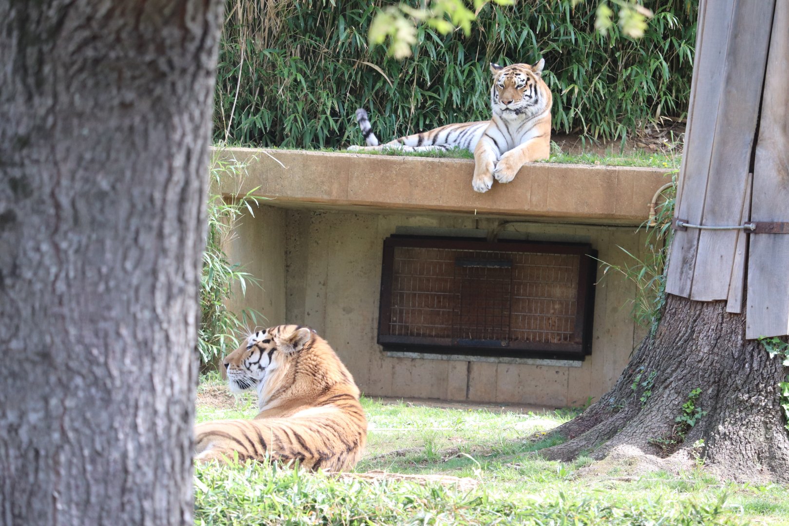 Great Cats - Amur Tigers