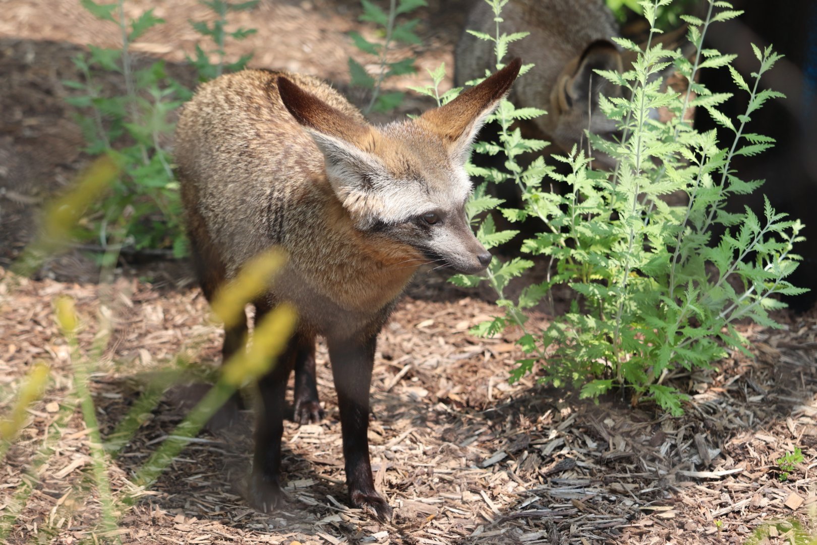 Great Cats - Bat-Eared Fox "Lando"