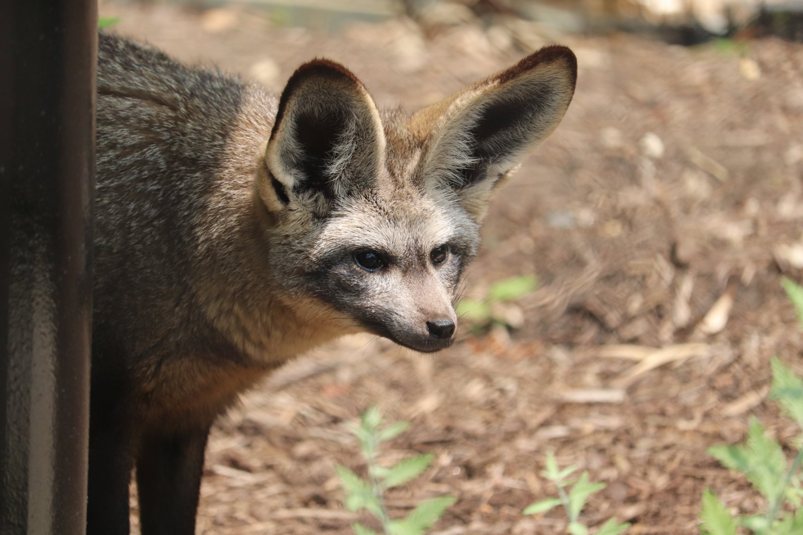 Great Cats - Bat-Eared Fox "Ziggy"