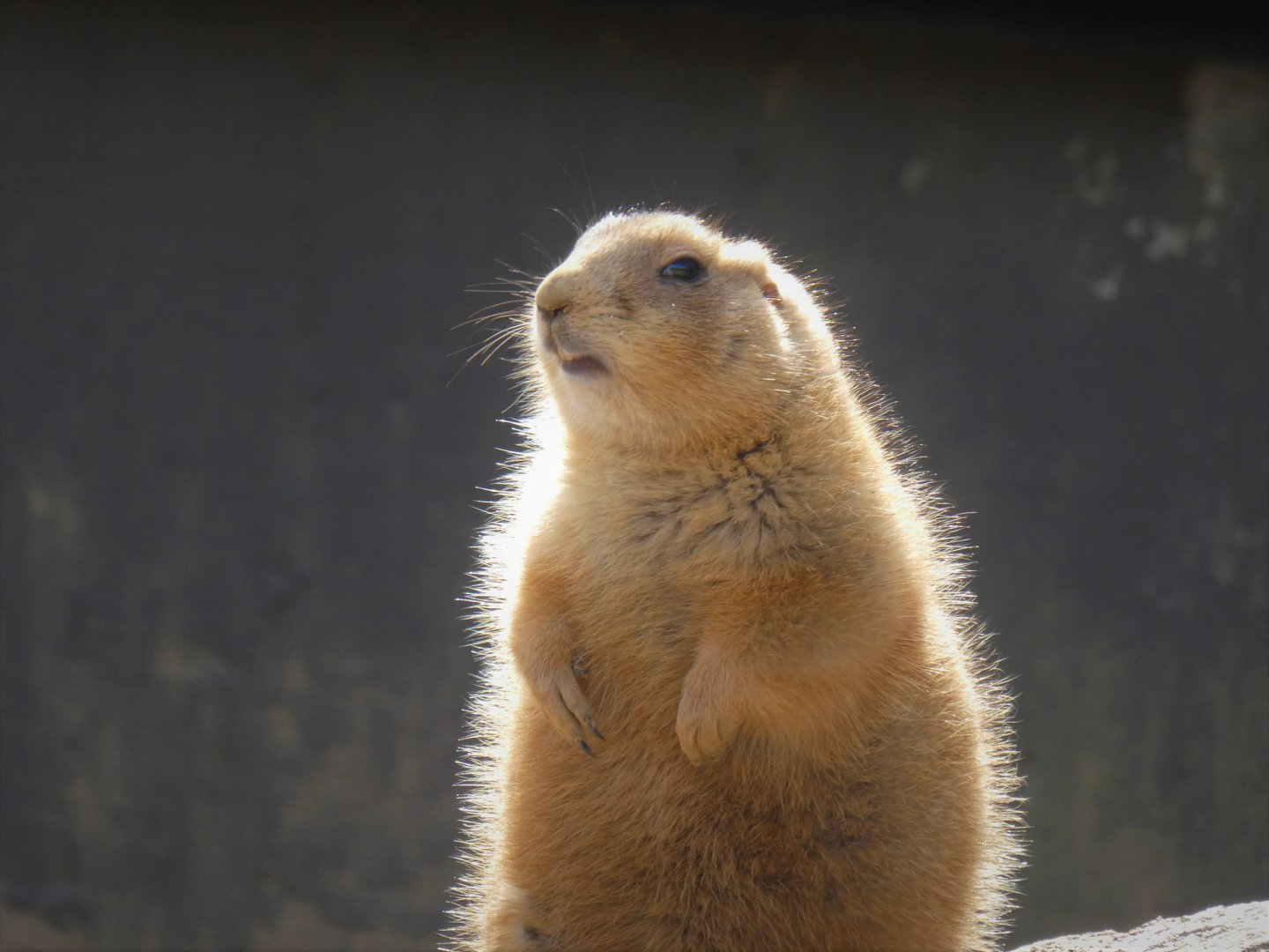 Great Cats - Black-tailed Prairie Dog