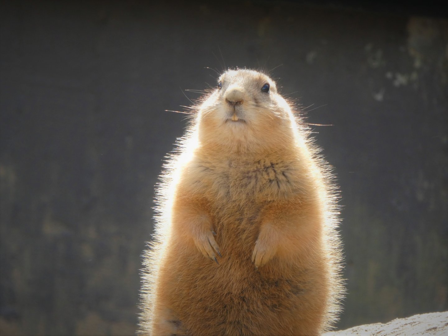 Great Cats - Black-tailed Prairie Dog